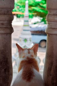 Close-up of a cat