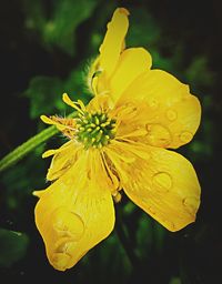 Close-up of water drops on yellow flower