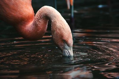 Close-up of flamingo drinking 