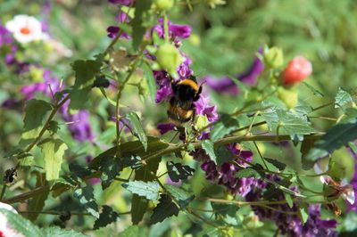 Close-up of bee on purple flowers