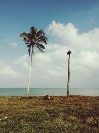 Palm trees on beach against sky