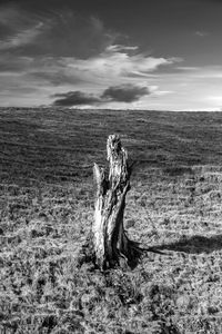 Tree stump on field against sky