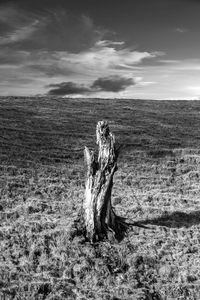 Tree stump on field against sky