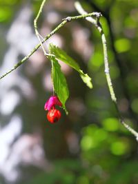 Close-up of red berries on plant