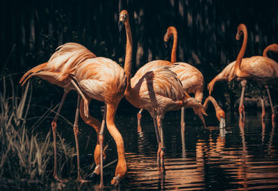 View of birds in lake