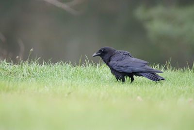 Close-up of bird perching on grass