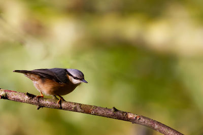 Close-up of bird perching on branch