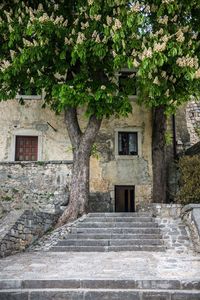 House by tree