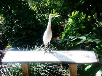 Bird perching on tree trunk