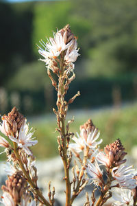 Close-up of wilted flowering plant