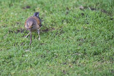 Bird perching on a field