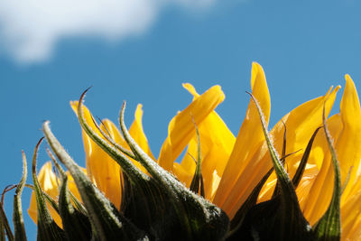 Low angle view of yellow plants against sky