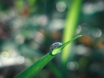 Close-up of water drops on blade of grass