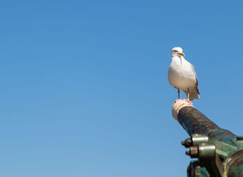 Low angle view of bird perching against clear blue sky