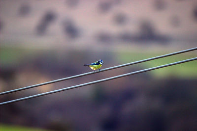 Blue tit perching on power cable