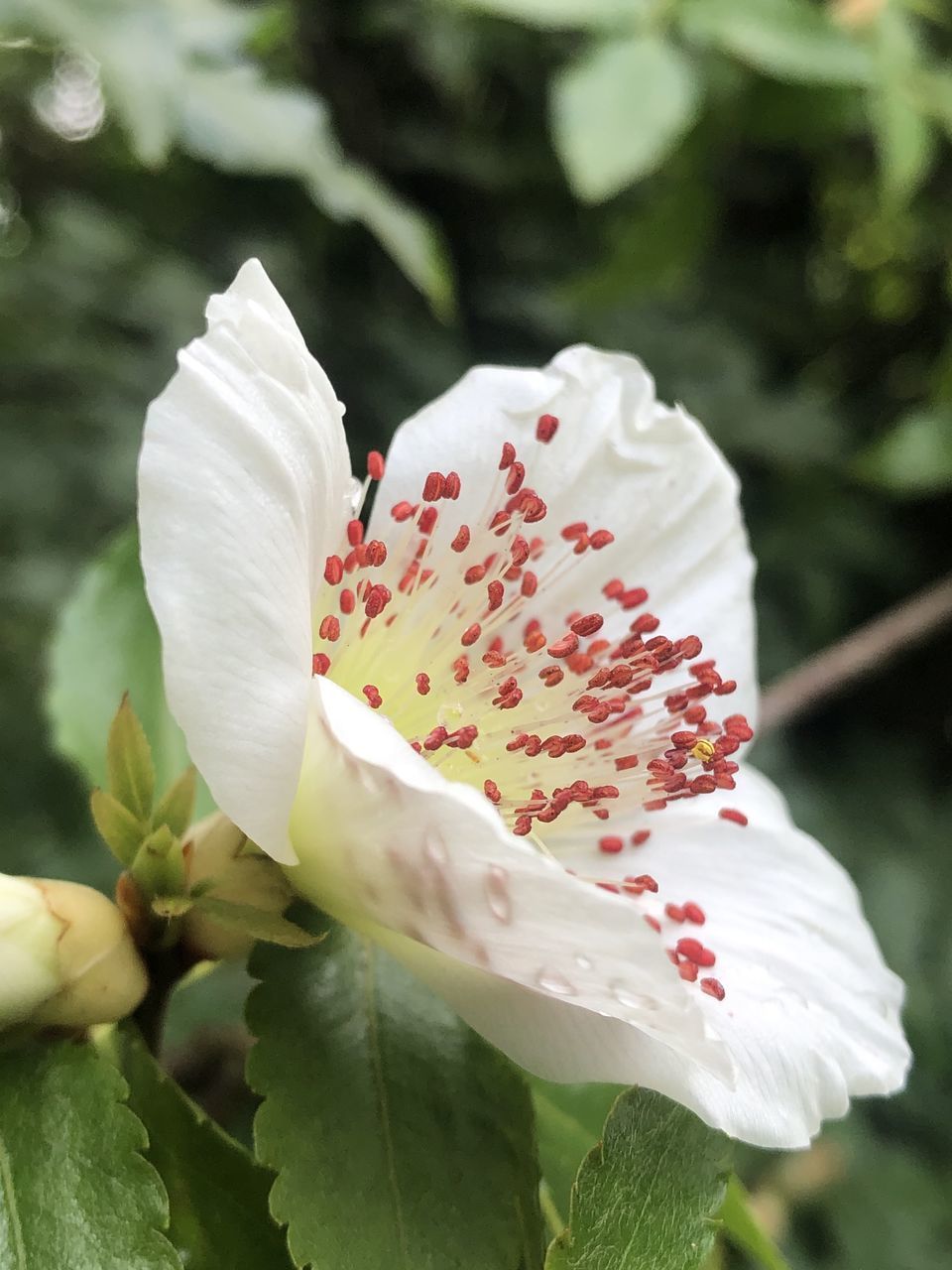 CLOSE-UP OF FRESH WHITE FLOWERING PLANT