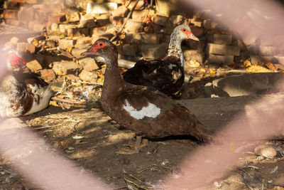 View of a bird