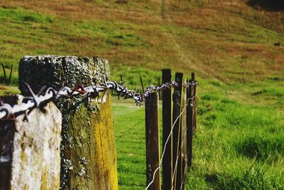 Barbed wire fence on grassy field