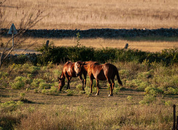 Side view of horses on field