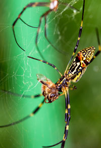 Close-up of spider on web eating a bee