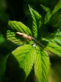 Close-up of insect on plant