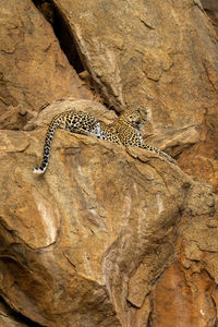 Leopard lies on rocky ledge staring ahead