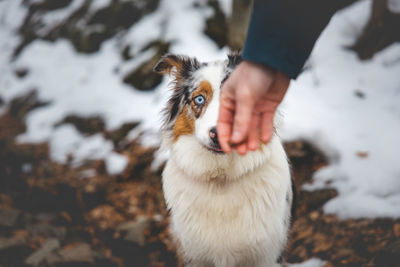 Close-up of dog