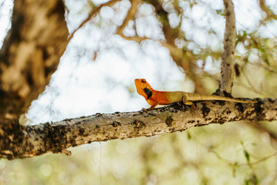 Low angle view of bird perching on a branch