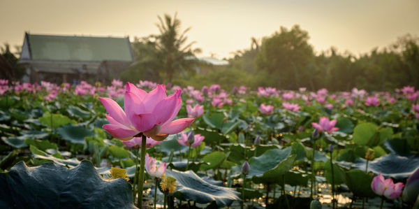 Close-up of pink flowers blooming against sky