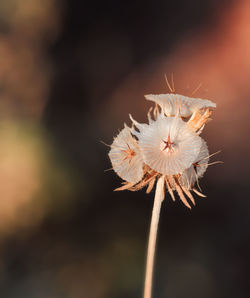 Close-up of dandelion