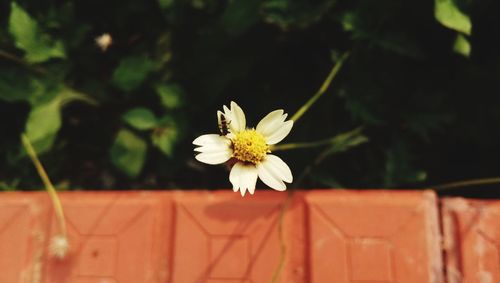 Close-up of white flowering plant