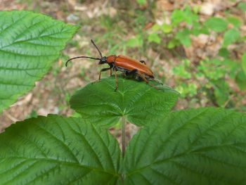 Close-up of insect on leaves