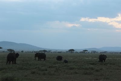 Horses in a field