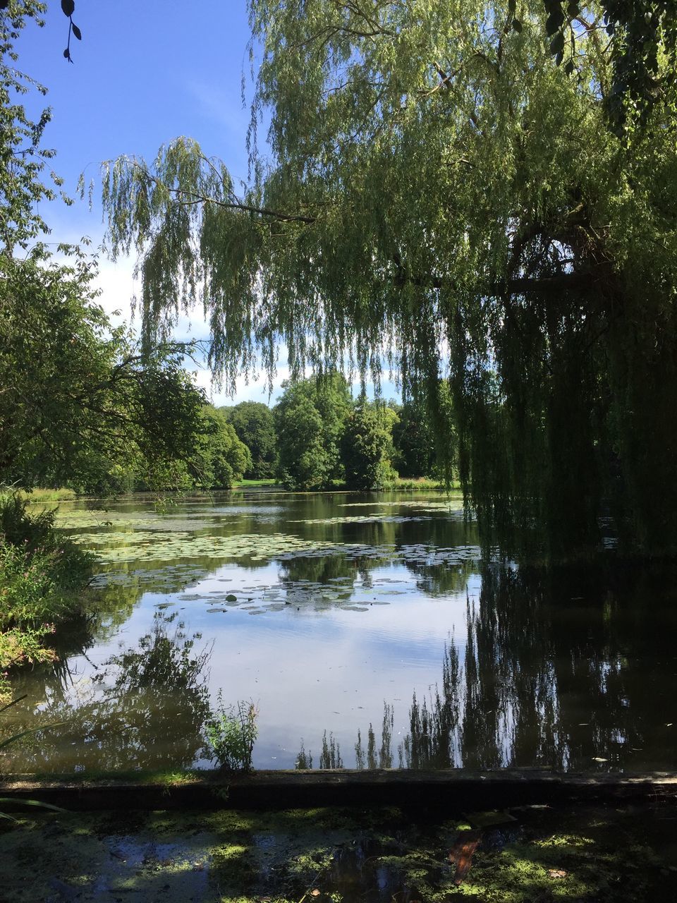 tree, water, tranquility, tranquil scene, lake, reflection, scenics, beauty in nature, nature, growth, clear sky, idyllic, sky, green color, forest, river, day, blue, non-urban scene, lakeshore