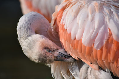 Close-up of birds