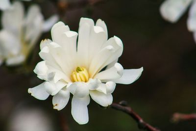 Close-up of white flower blooming on tree