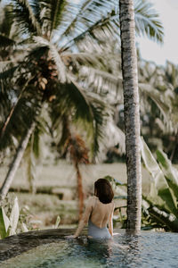 palm tree