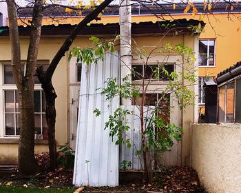 Plants growing outside house