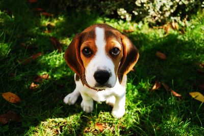 Portrait of dog sitting on grass