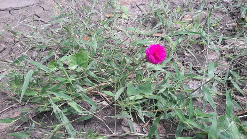 High angle view of pink flower on field