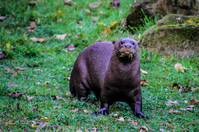 Close-up of bear on field