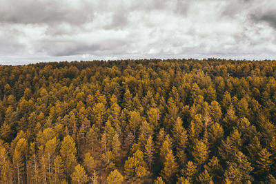 Scenic view of yellow flowers against sky