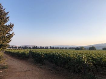 Scenic view of vineyard against clear sky