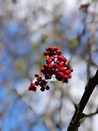 Close-up of red berries growing on tree