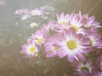 Close-up of pink flowering plants