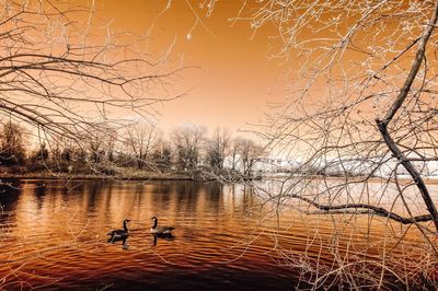 Birds in calm lake