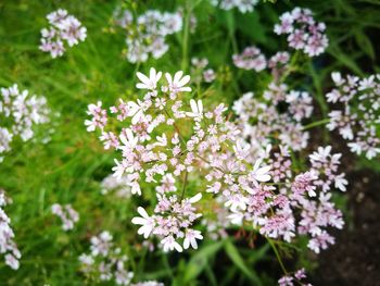 Close-up of white flowering plants on field