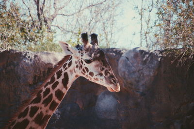 Giraffe against wall