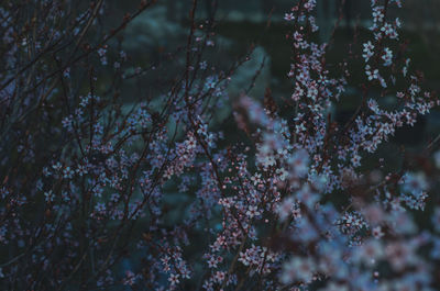 Full frame shot of flowering plant