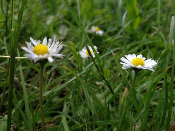 Close-up of white flowers blooming outdoors